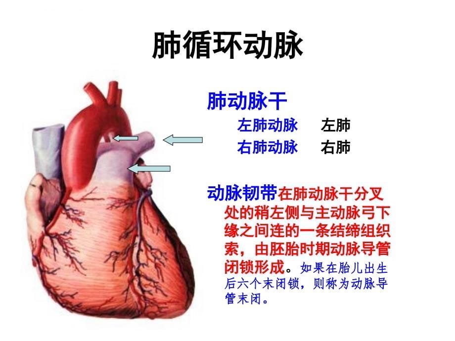 系统解剖学精品幻灯片-动脉_第5页