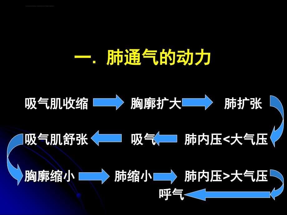 生理学完整幻灯片-呼吸---副本-(2)_第5页