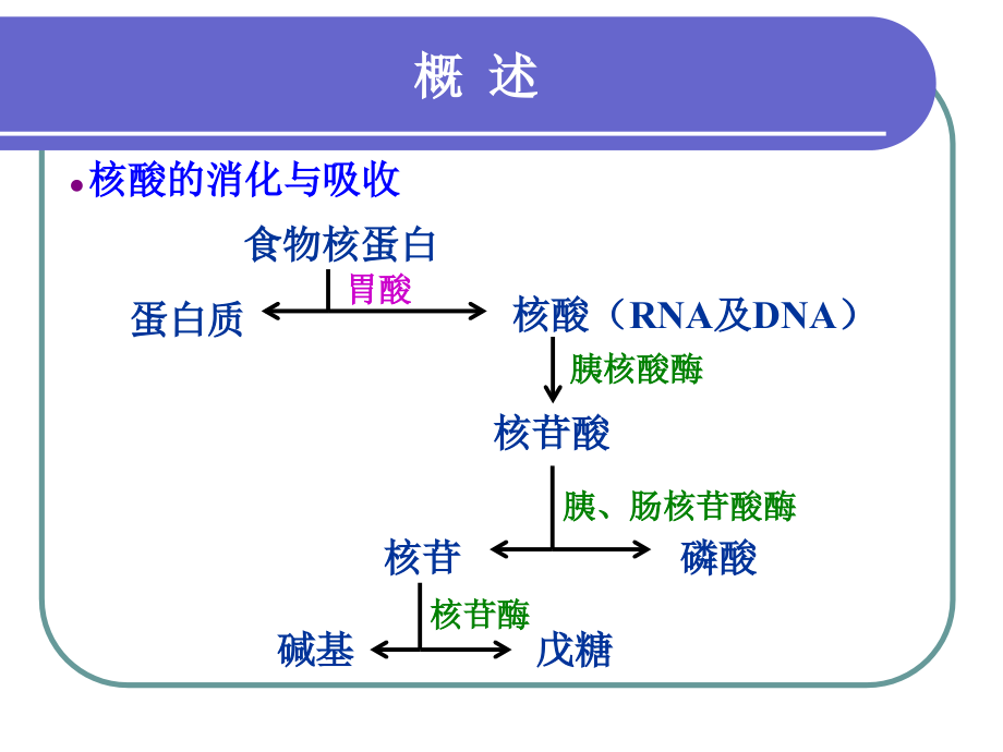 核苷酸代谢4[精品课件]_第2页