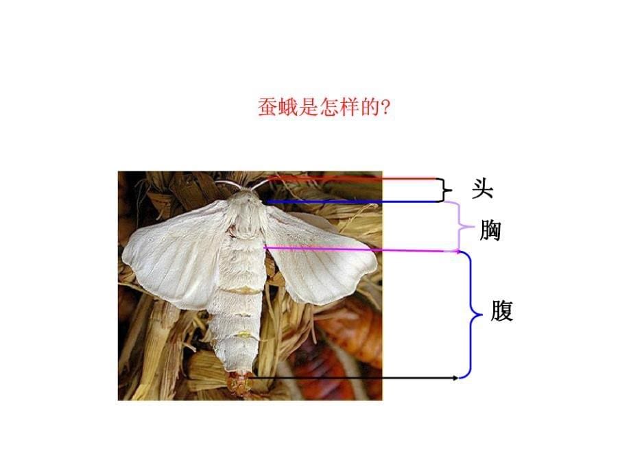 破茧而出的蚕蛾.ppt_第5页