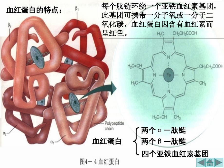 5[1].3《血红蛋白的提取和分离》课件(新人教版选修1)_第2页