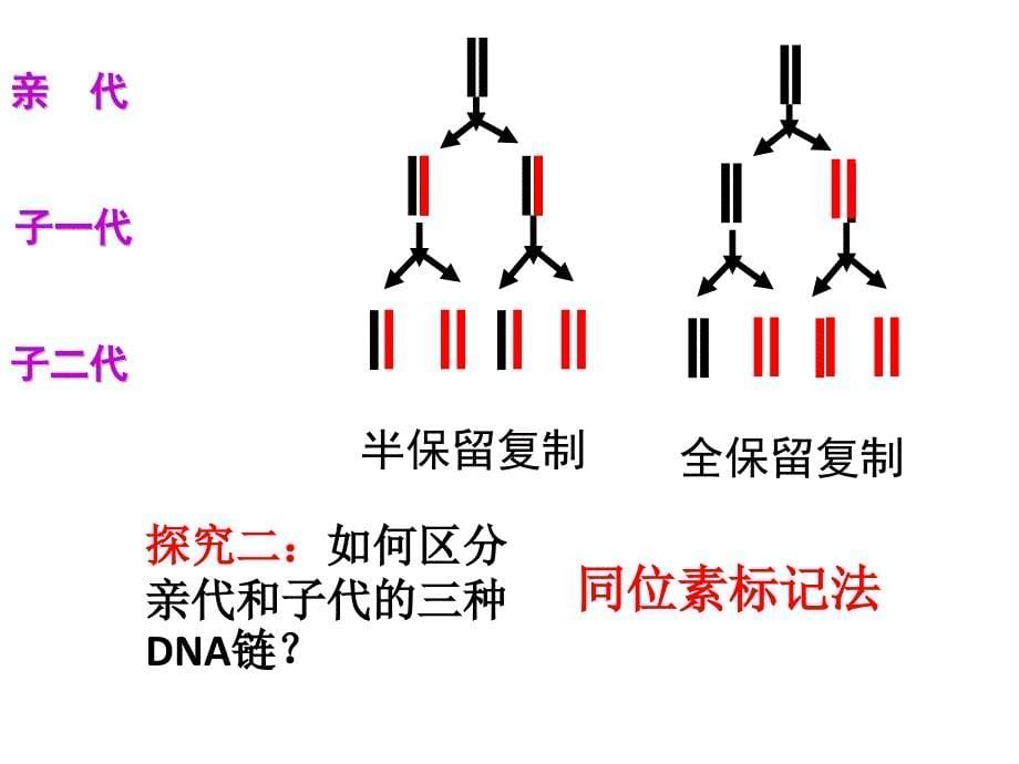 DNA的复制过程(公开课)_第5页