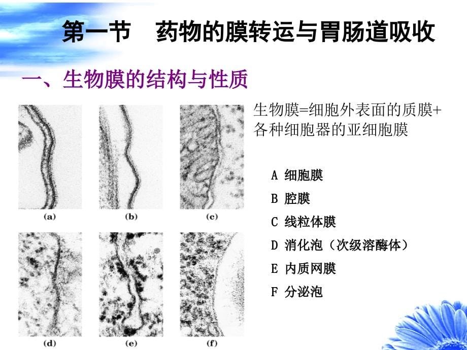 第二章 口服药物的吸收_第5页