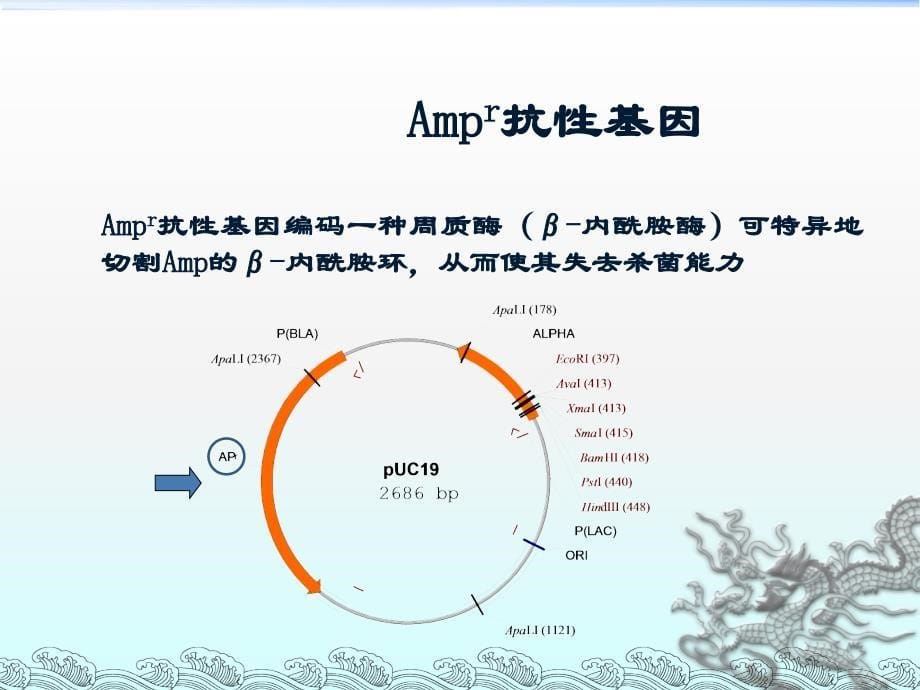 2012-11-7  质粒提取和限制性内切酶消化_第5页