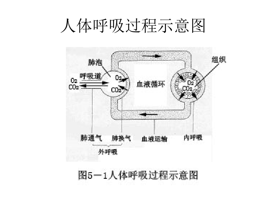 第六章 呼吸系统及其药物_第4页