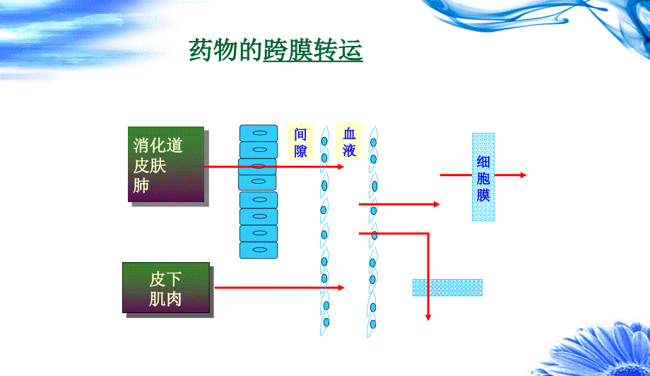 第二章 药物转运及转运体_第3页