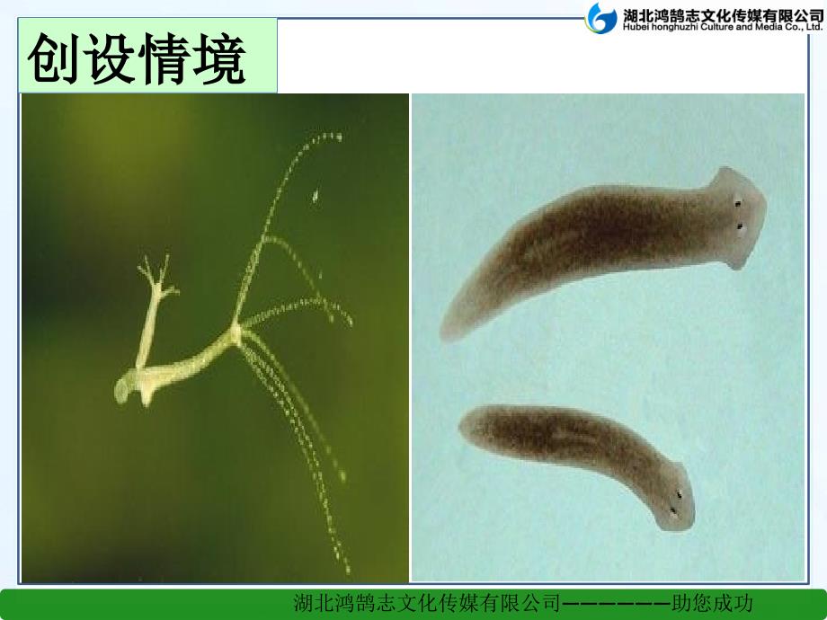 人教版八年级生物上册 第一节 腔肠动物和扁形动物课件_第4页