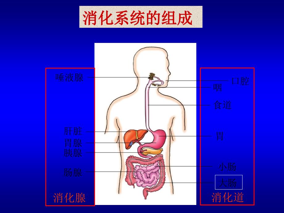 第二节《食物在胃肠内的消化》课件_第3页