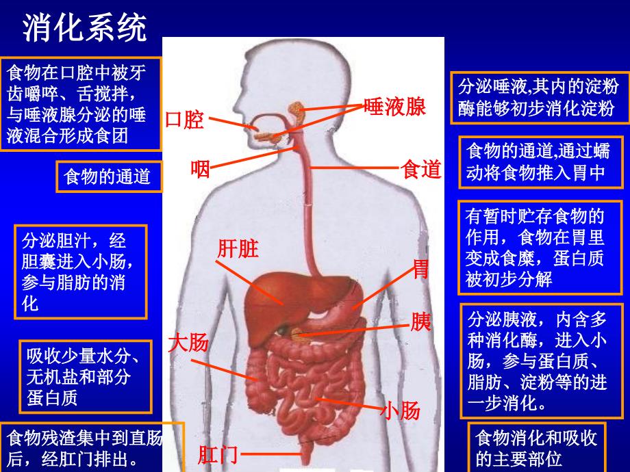 第二节《食物在胃肠内的消化》课件_第4页