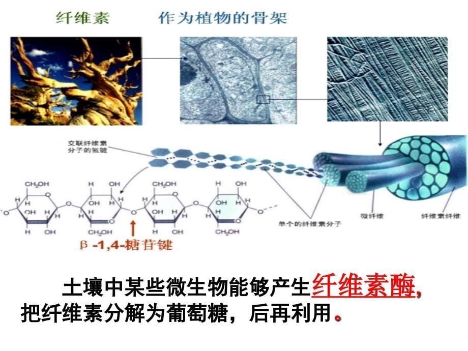 (选修一)-2.3分解纤维素的微生物的分离_第5页