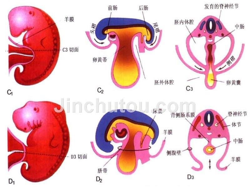 胎儿前腹壁畸形超声诊断-吴向东-2015.04.16_第5页