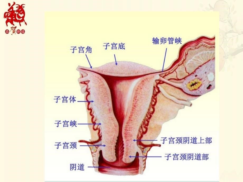 第二章女性生殖系统正常影象学表现_第5页