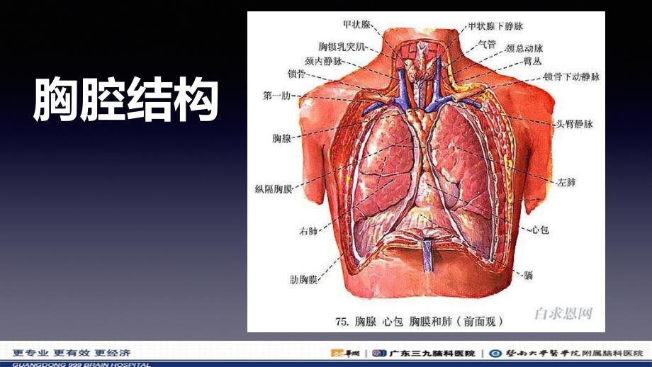 胸腔(肺部为主)解剖位置_第3页