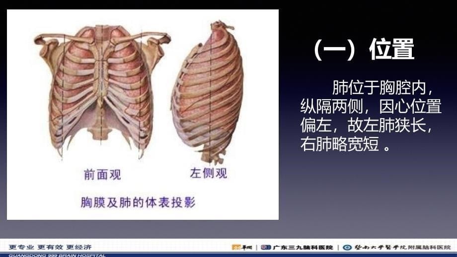 胸腔(肺部为主)解剖位置_第5页