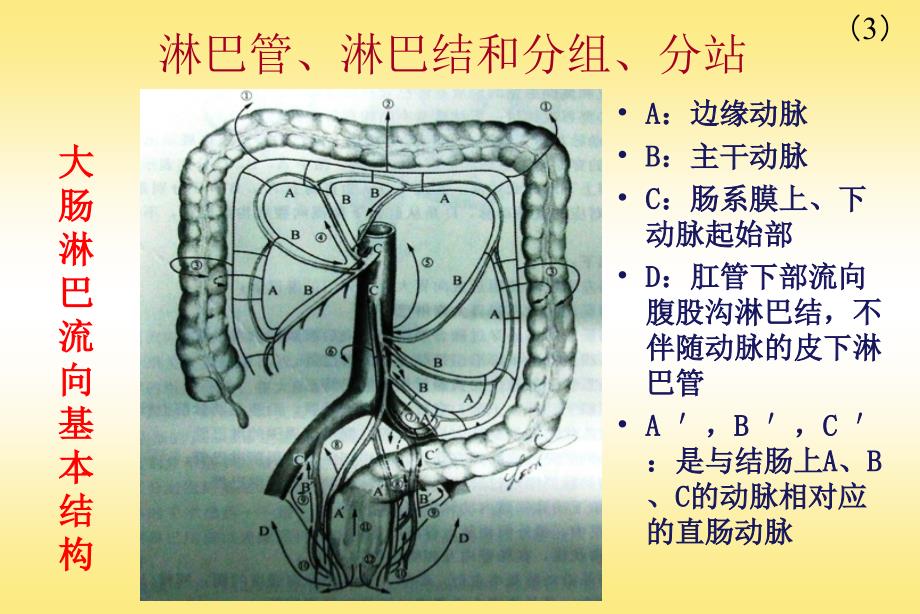 结肠、直肠淋巴流向(1)_第3页