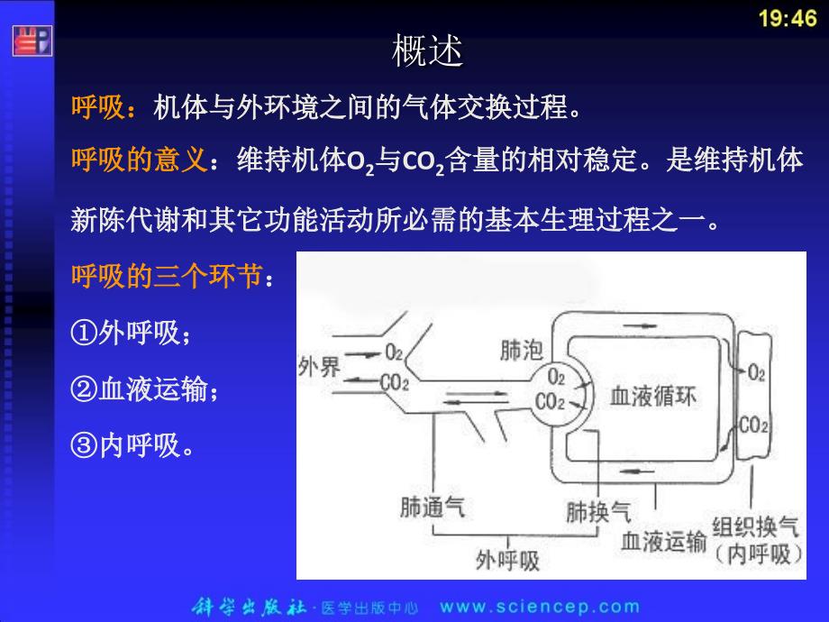 第六章  呼吸系统 人体解剖生理学_第3页