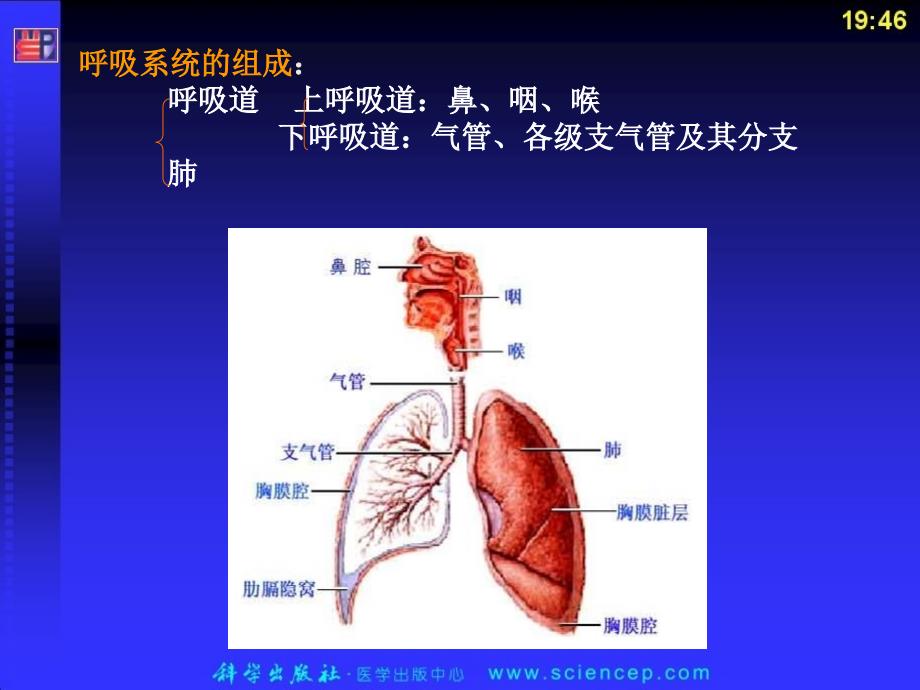 第六章  呼吸系统 人体解剖生理学_第4页