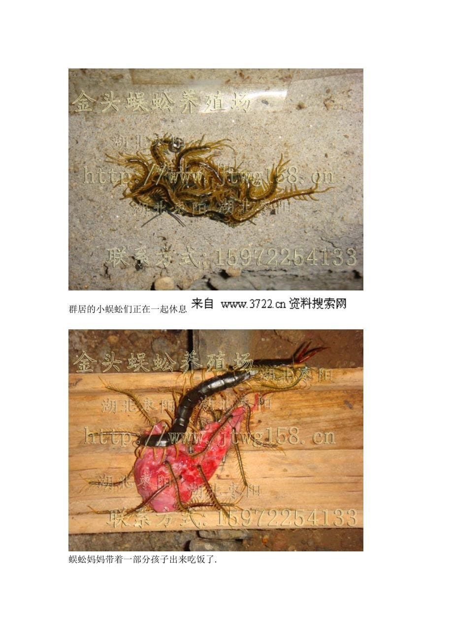 蜈蚣养殖技术资料（doc 46页）_第5页