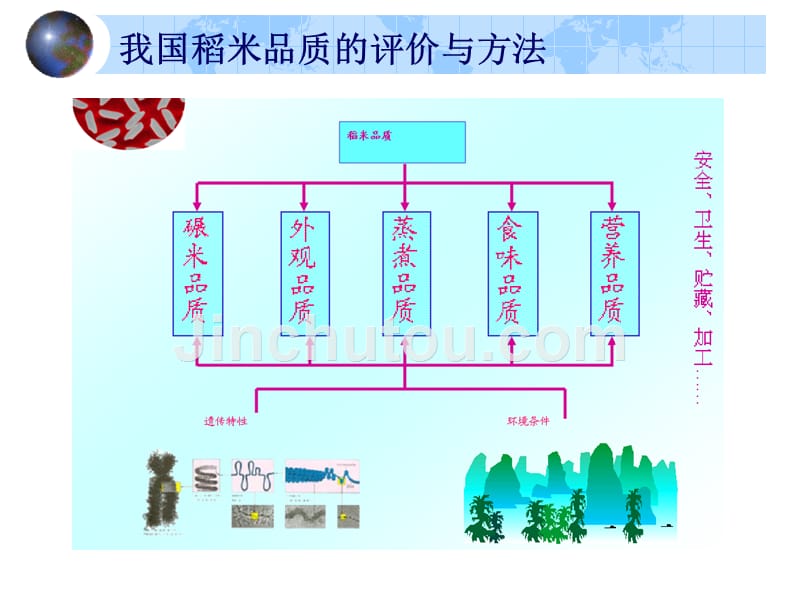 稻米品质的形成与调控（ppt 29页）_第3页