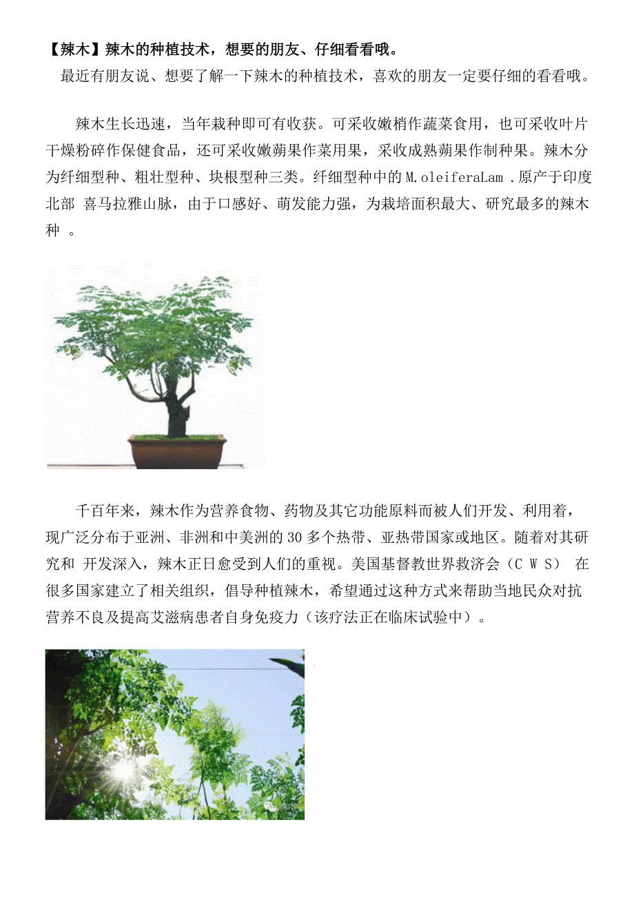 【辣木】辣木的种植技术，想要的朋友、仔细看看哦.doc_第1页