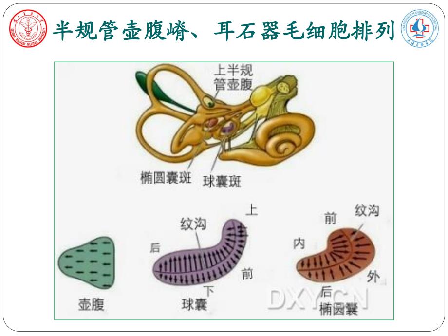 前庭生理基本原则3...pdf_第4页