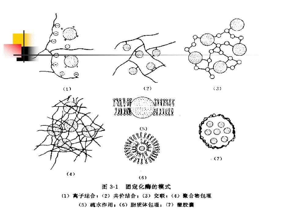 固定化细胞.ppt_第5页