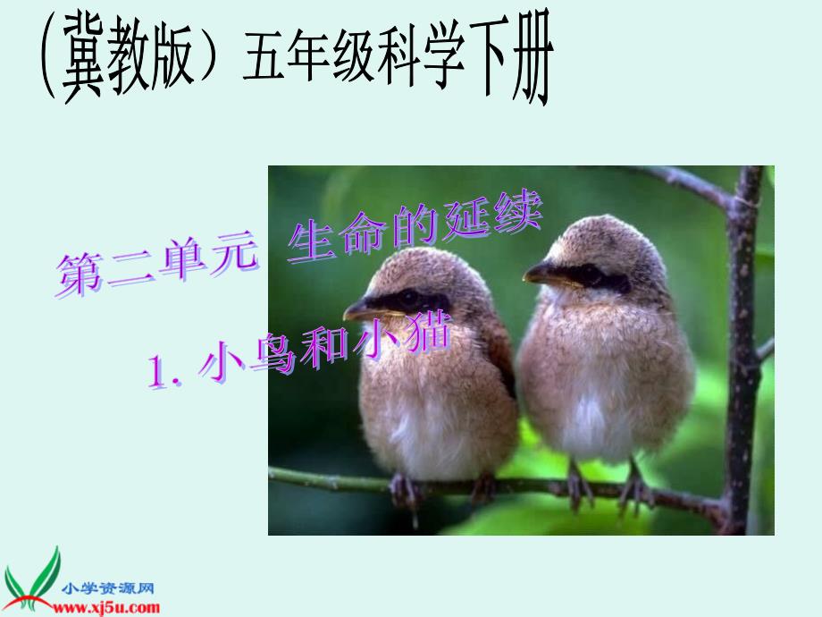 《小鸟和小猫》课件-赵少宁2_第1页
