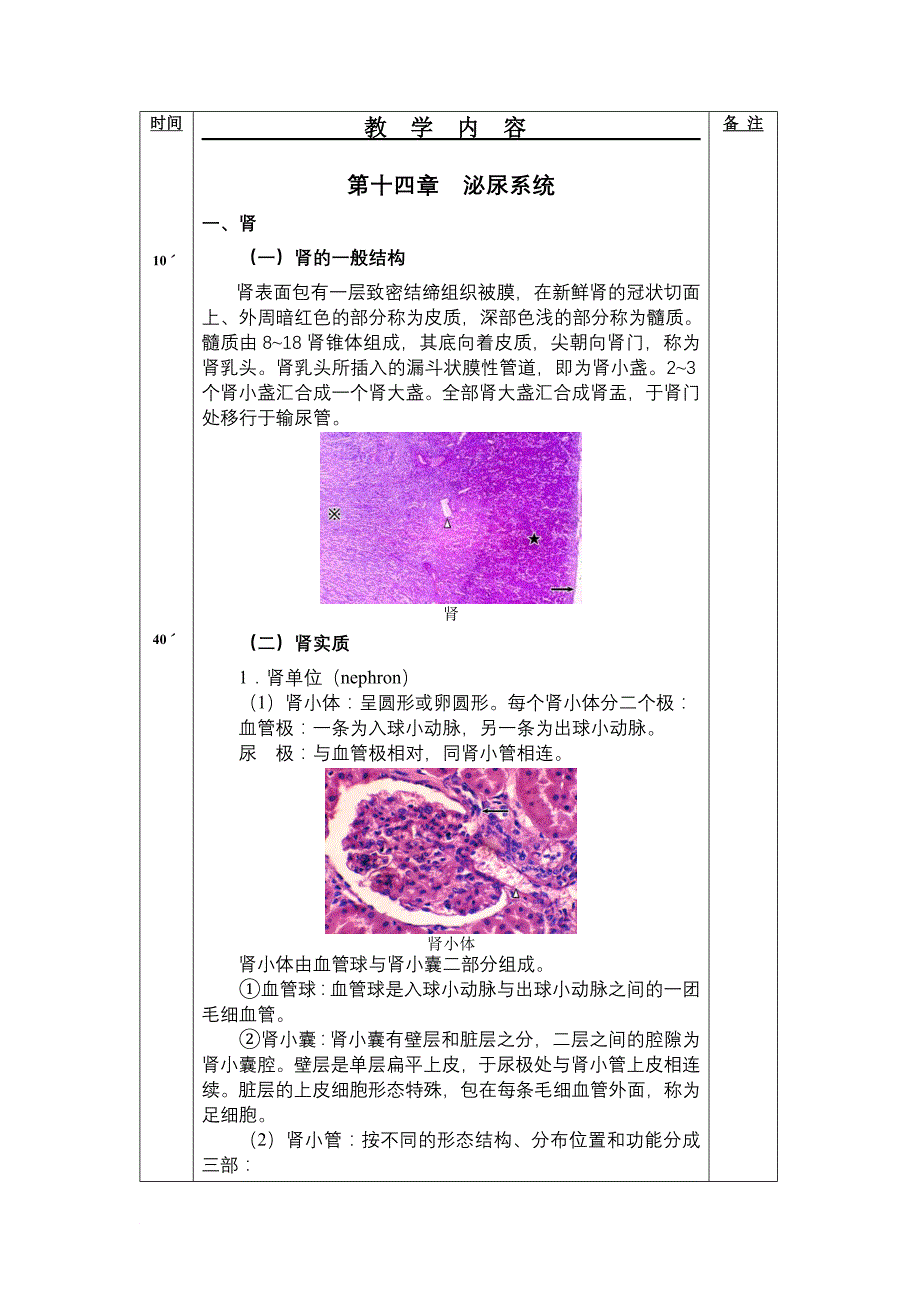 组织胚胎学之泌尿系统_第2页