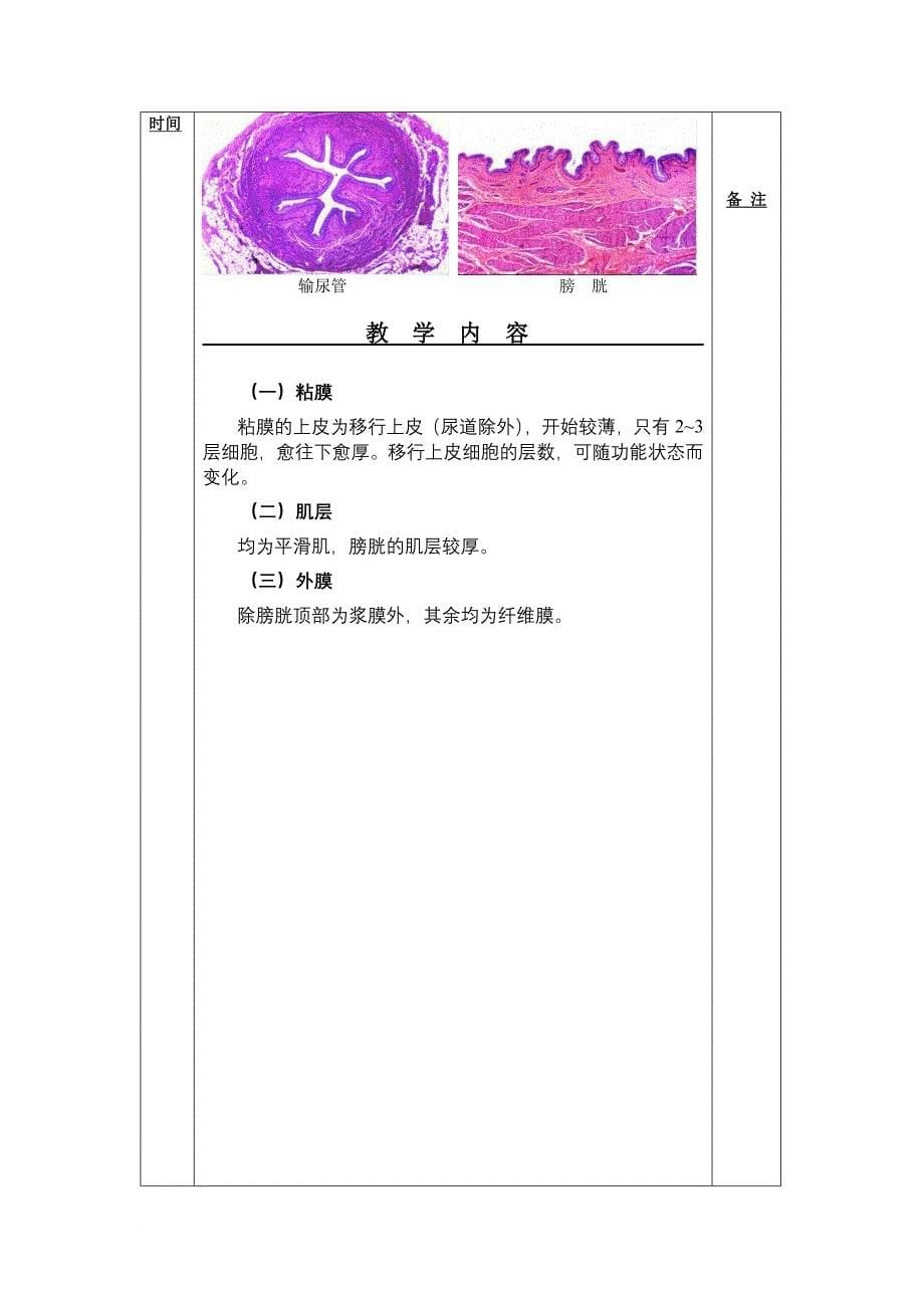 组织胚胎学之泌尿系统_第5页
