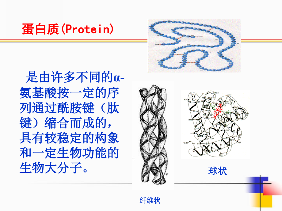 《生物化学简明教程》第四版-第二章蛋白质_第3页