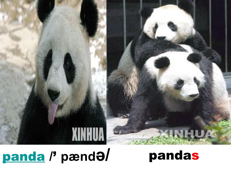 unit5-why-do-you-like-pandas课件_第3页