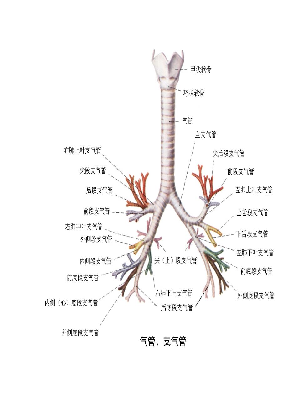 肺部ct口诀及支气管树_第2页