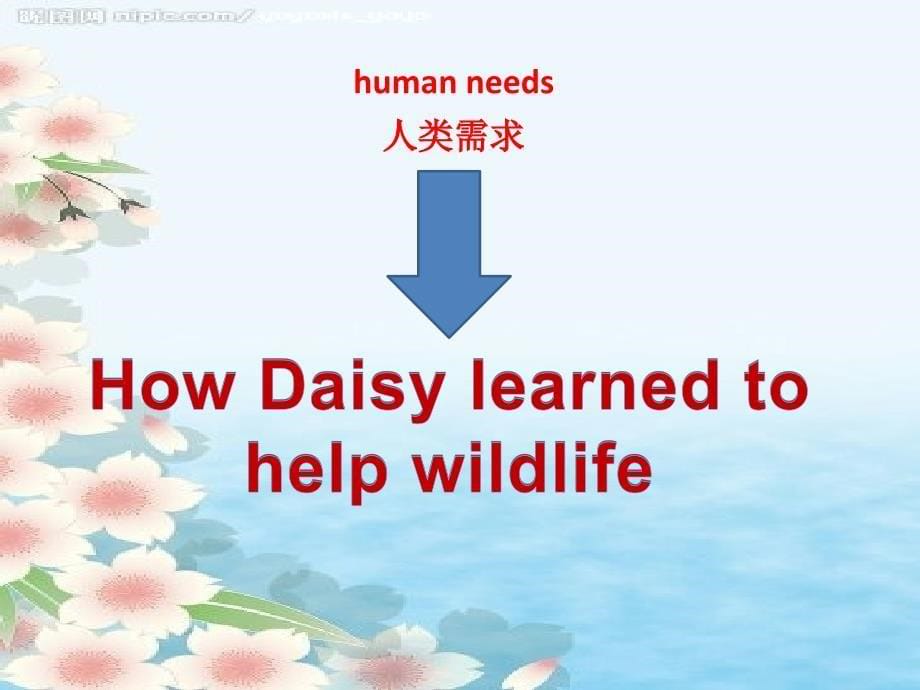 wildlife-protection-公开课_第5页