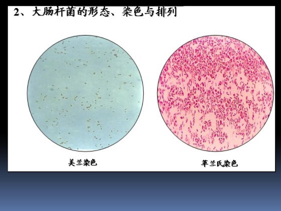 细菌镜检图_第3页