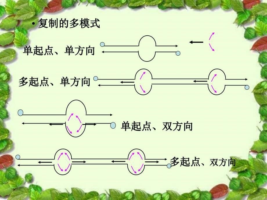 dna复制的起点和方向_第5页