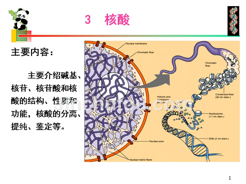 生物化学简明教程第四版04核酸_第1页