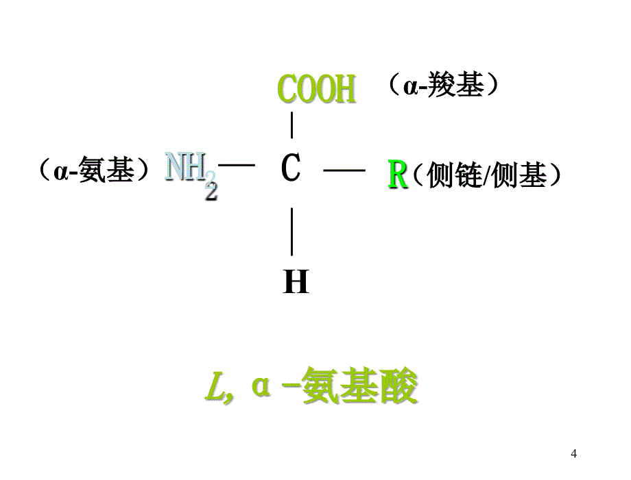 医学蛋白质结构课件_第4页