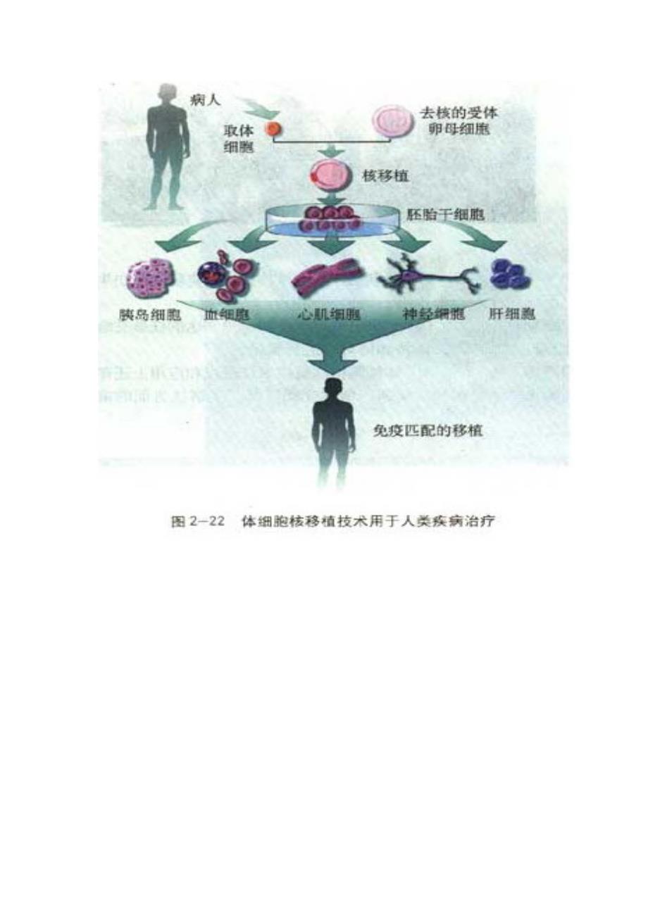 动物细胞培养学案_第3页