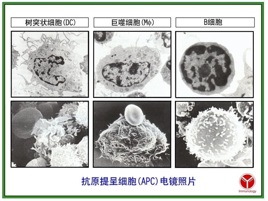 apc和抗原提呈(clh)_第5页