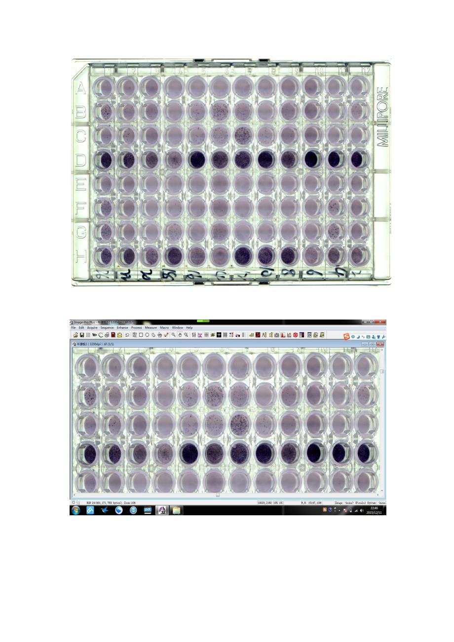elispot酶联免疫斑点扫描图像分析仪_第4页