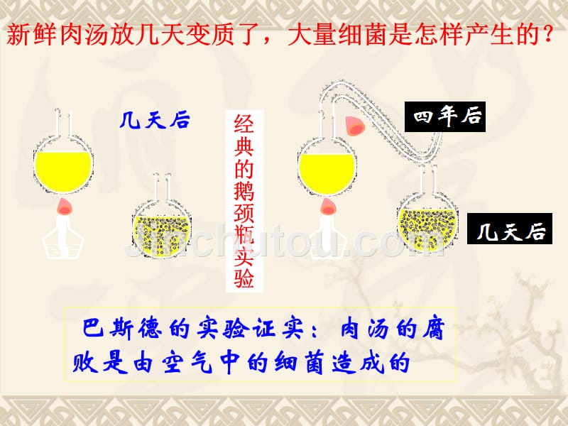 八年级上册人教版生物细菌课件_第4页