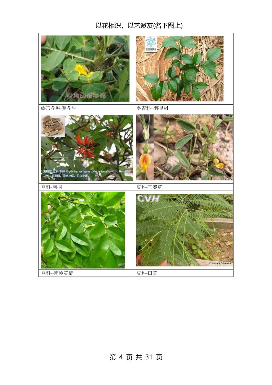 南方常见植物图谱.._第4页