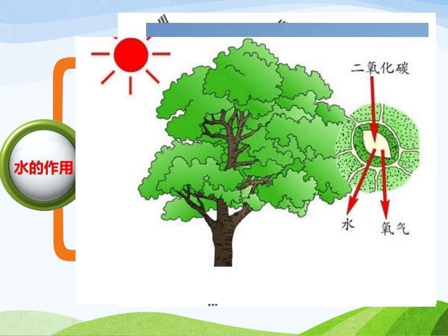 北师大版生物八年级下册23章1节生物的生存依赖一定的环境精品课件(44张)_第5页