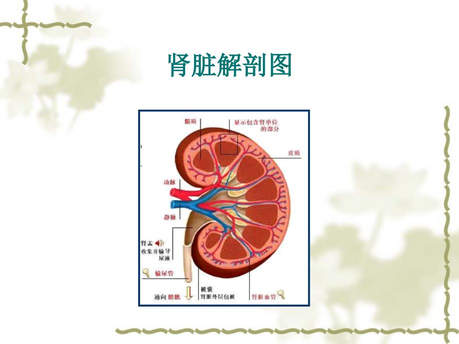 肾囊肿手术及护理1_第4页