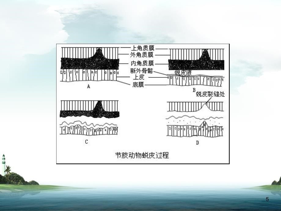 第四节-虾蟹类的生长_第5页