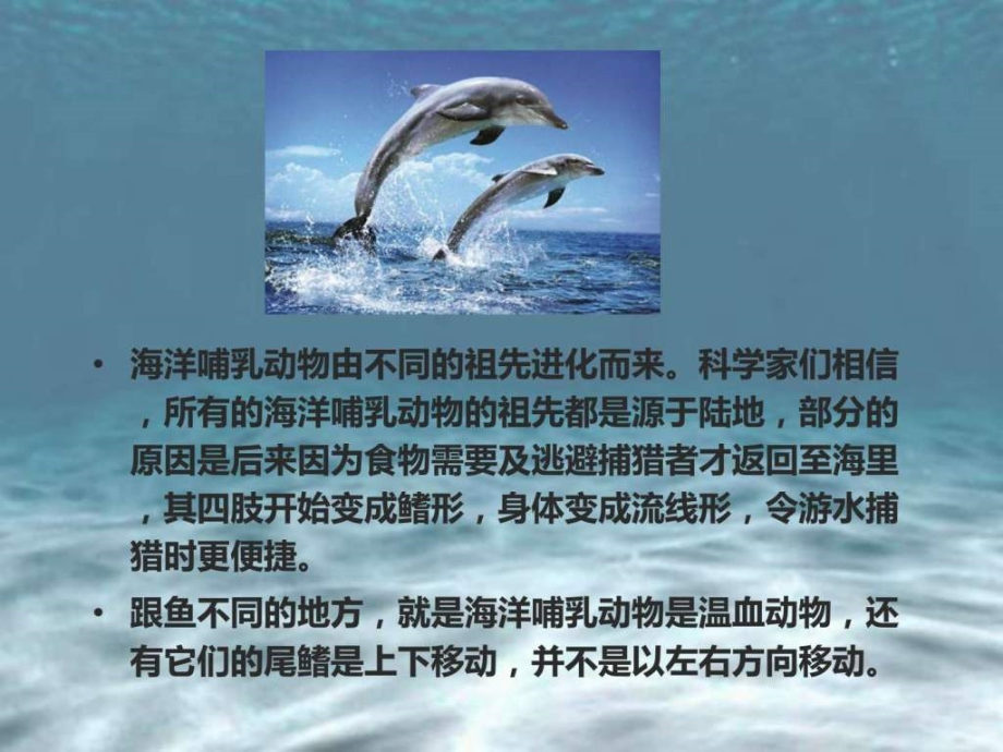 海洋哺乳动物介绍-图文_第2页
