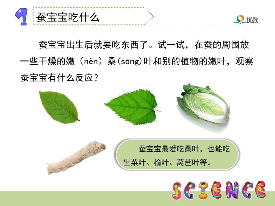 《可爱的蚕宝宝》教学课件.ppt_第4页