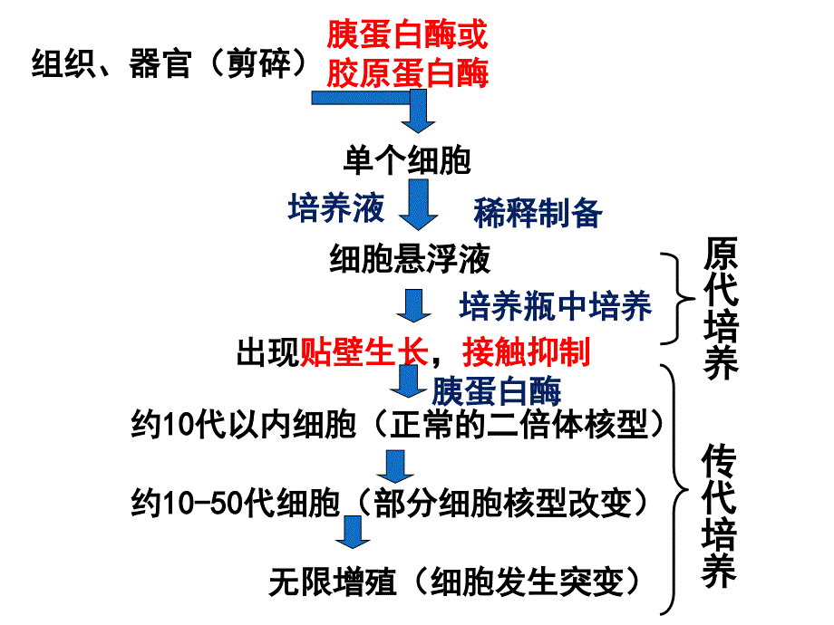 动物细胞培养和核移植技术(2)_第4页