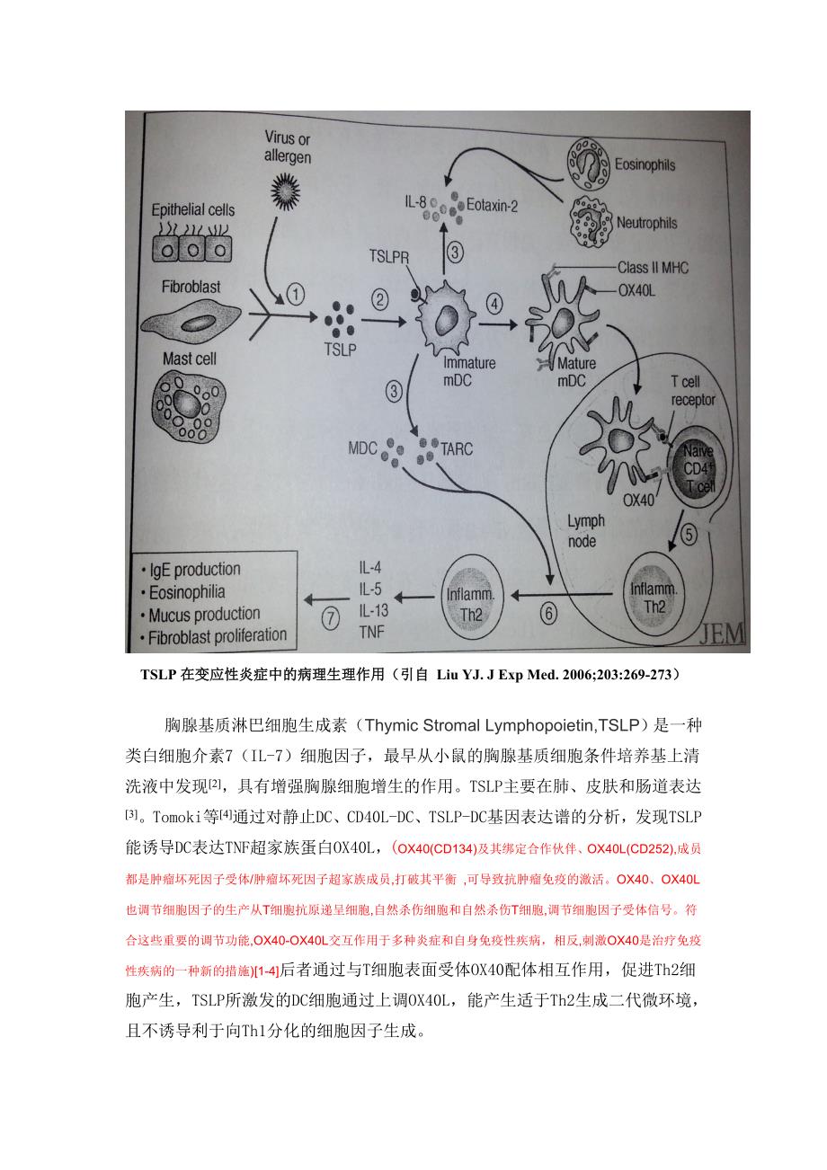 tslp在变应性炎症中的病理生理作用_第1页