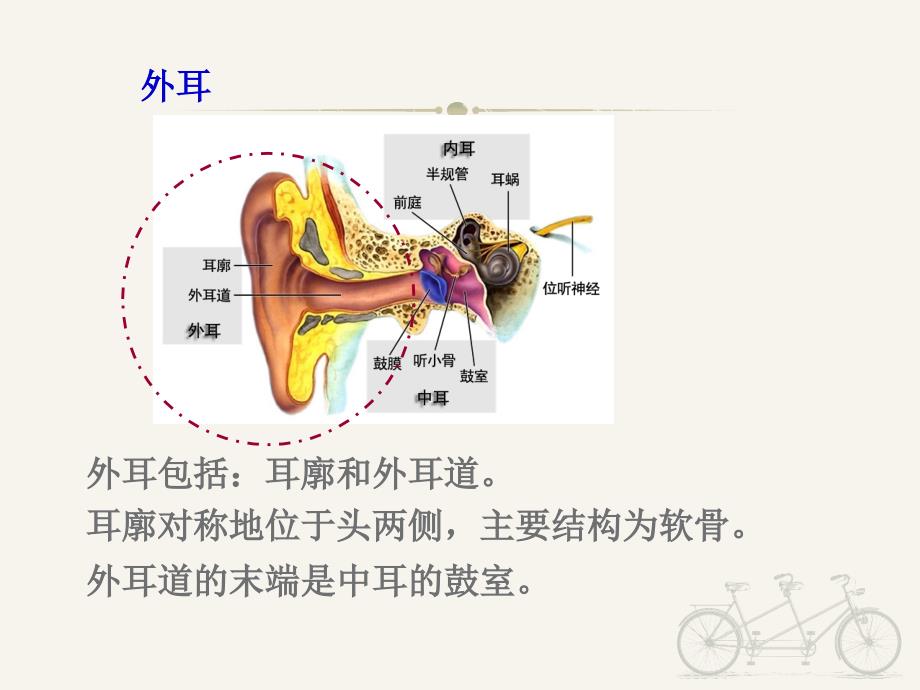 耳与听力_第4页